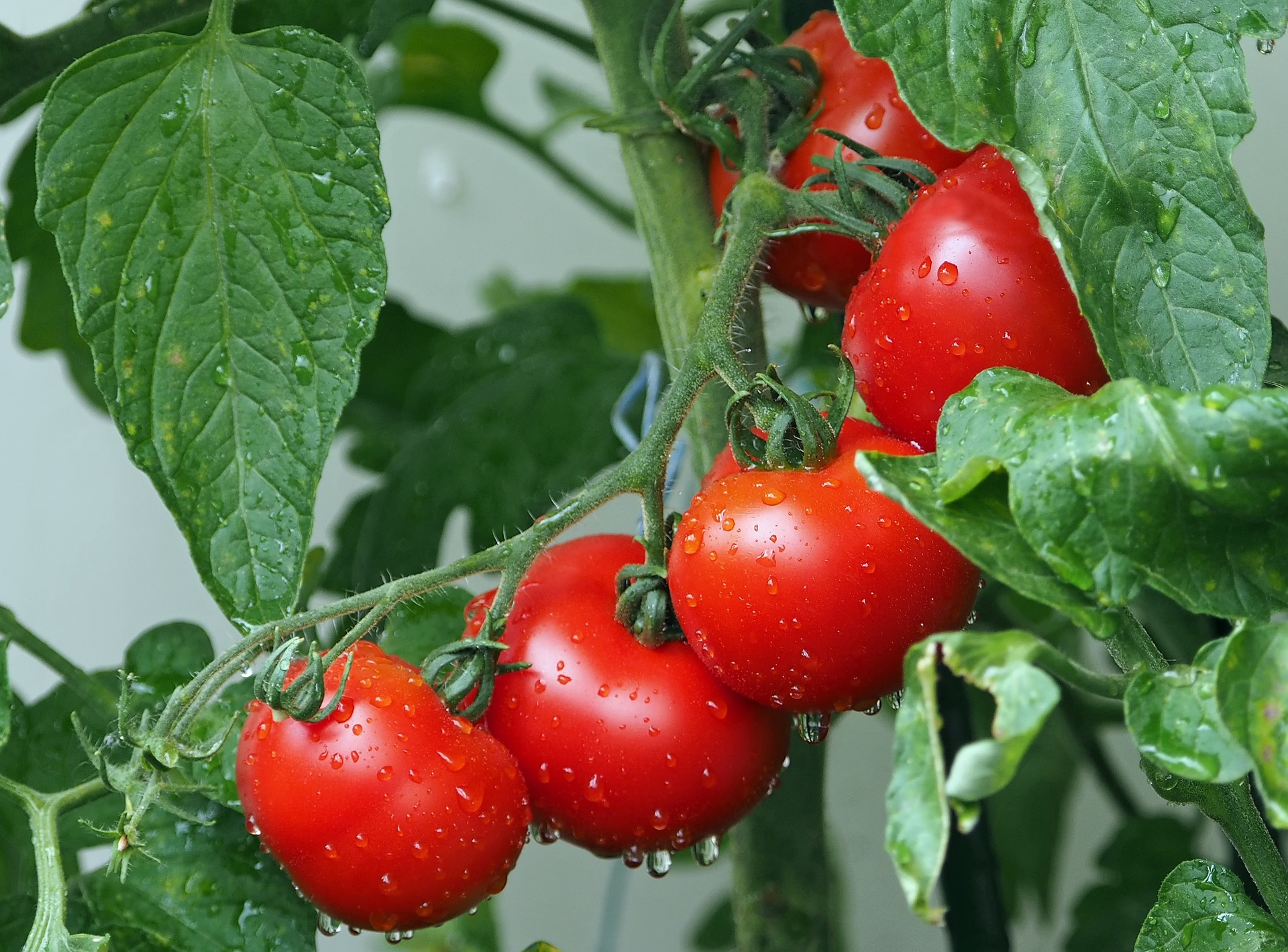 Jak sadzić pomidory w doniczkach?